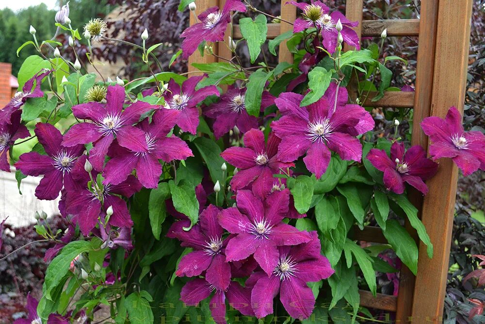 Клематис роуге кардинал. Руж кардинал отзывы. Клематис rouge cardinal (руж кардинал). Клематис роуз кардинал. Клематис rouge cardinal.