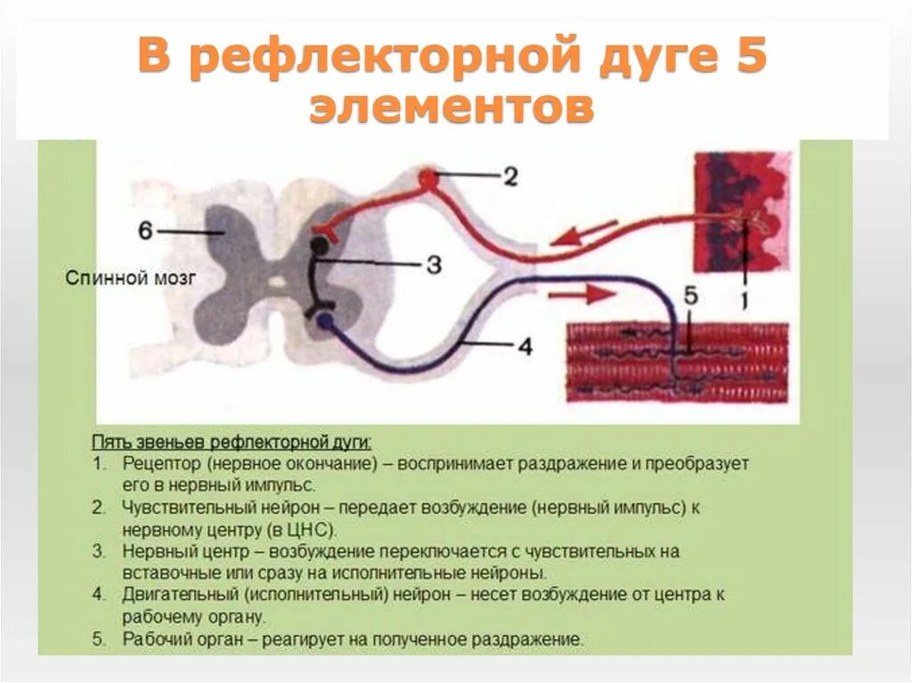 Последовательность нервного импульса по рефлекторной дуге. Схема передачи нервного импульса в рефлекторной дуге. структура и функции рефлекторной дуги. пять компонентов рефлекторной дуги. рефлекторная дуга строение и функции.