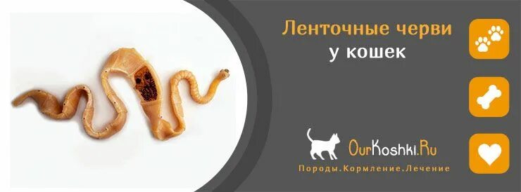 Ленточный червь у кошки. Ленточные глисты у кошек.