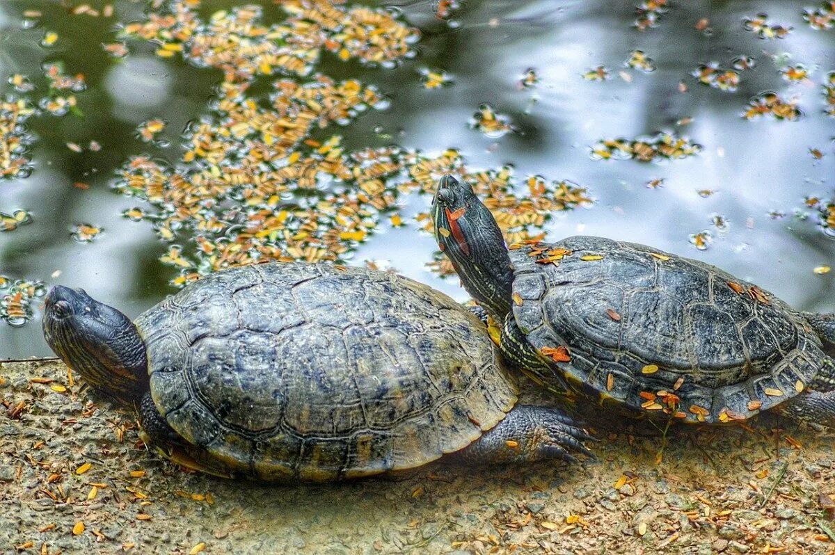 Красивая черепаха. Колхидская Болотная черепаха. Болотная черепаха Мюленберга. Красноухая Болотная черепаха. Астраханская Болотная черепаха.