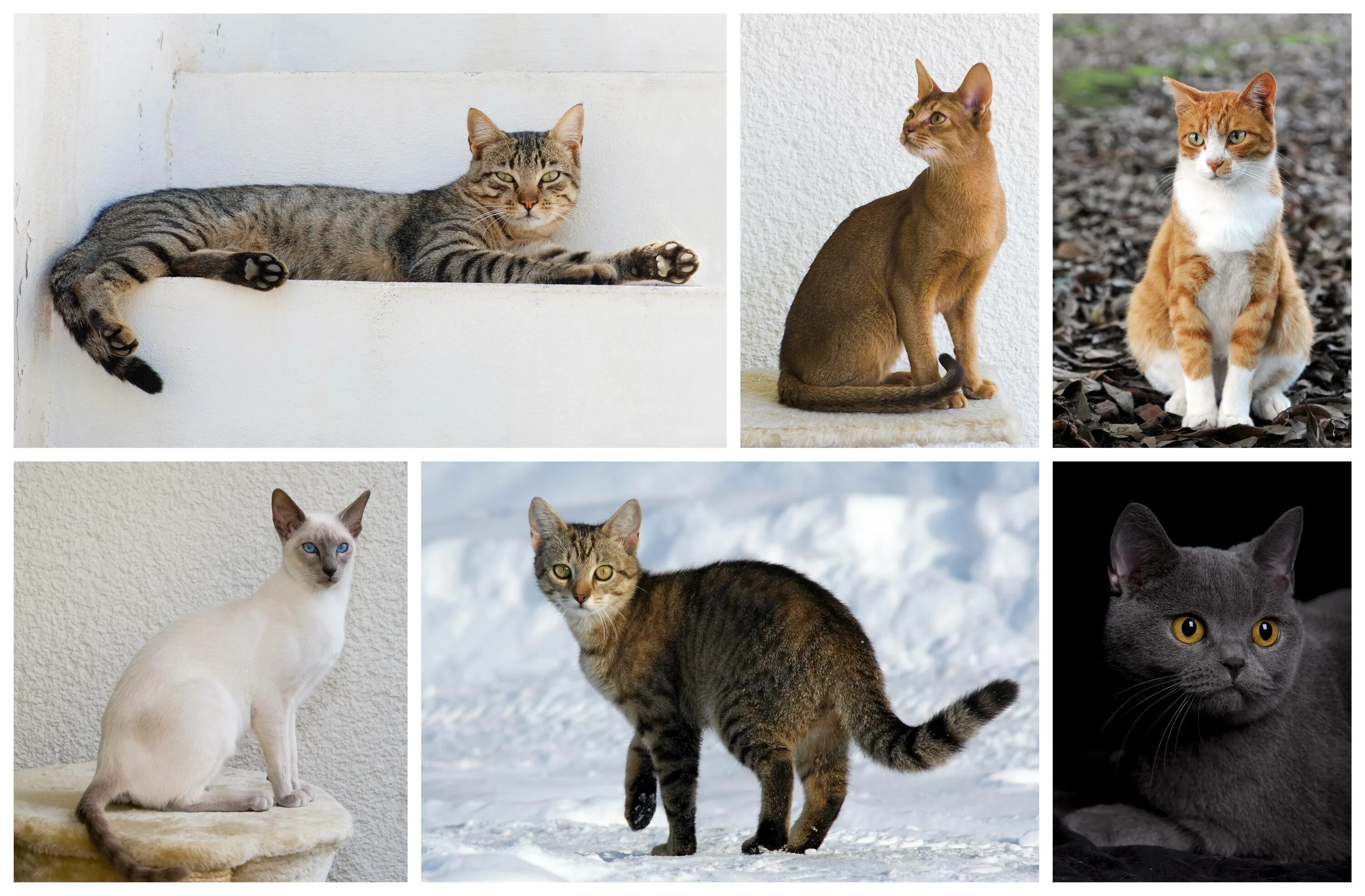Найти породу кошки. Породы кошек. Разные расцветки кошек. Разные породы кошек. Вид кошки домашней.