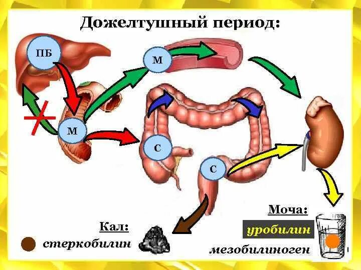 Стеркобилин в кале что означает. Стеркобилин в кале что означает. Стеркобилин в кале что означает. Стеркобилин в кале что означает. Стеркобилин в кале что означает.