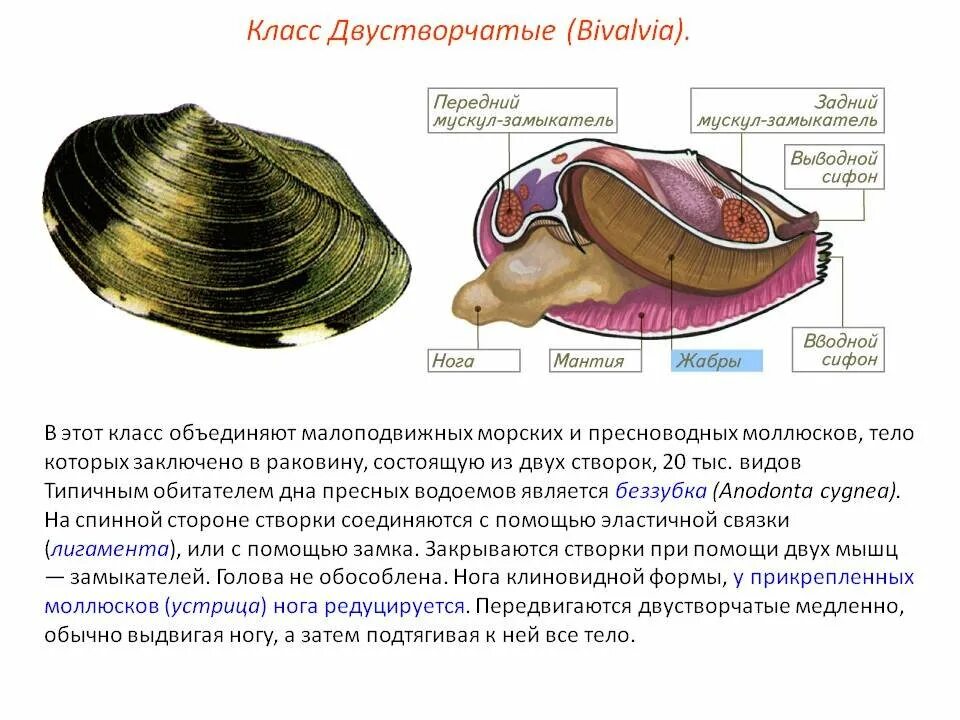 Какую функцию выполняет моллюск. Двустворчатые моллюски перловица. Двустворчатые моллюски жабры. Двустворчатые моллюски 7 класс биология. Тип моллюски нервная система беззубки.