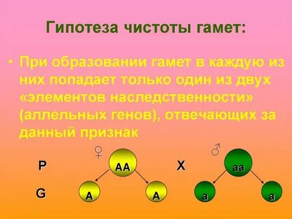 Гипотеза чистоты