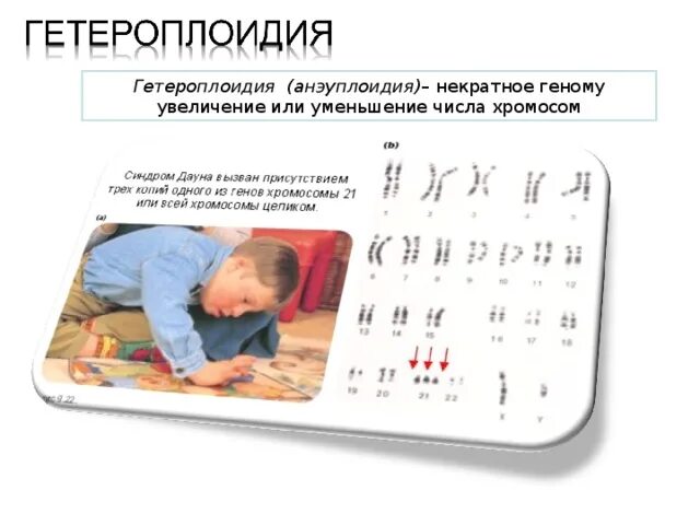 Причины гетероплоидии у человека схема. Примеры гетероплоидии. Геномные мутации гетероплоидия. Изменение числа хромосом некратное гаплоидному. Гетероплоидия моносомия.