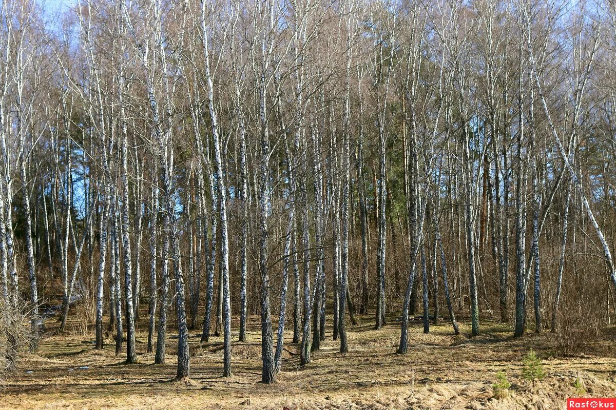 Березовый роща ранний. Березовая роща челябинская область. Весенняя роща. Лес весной. Березовая роща весной.