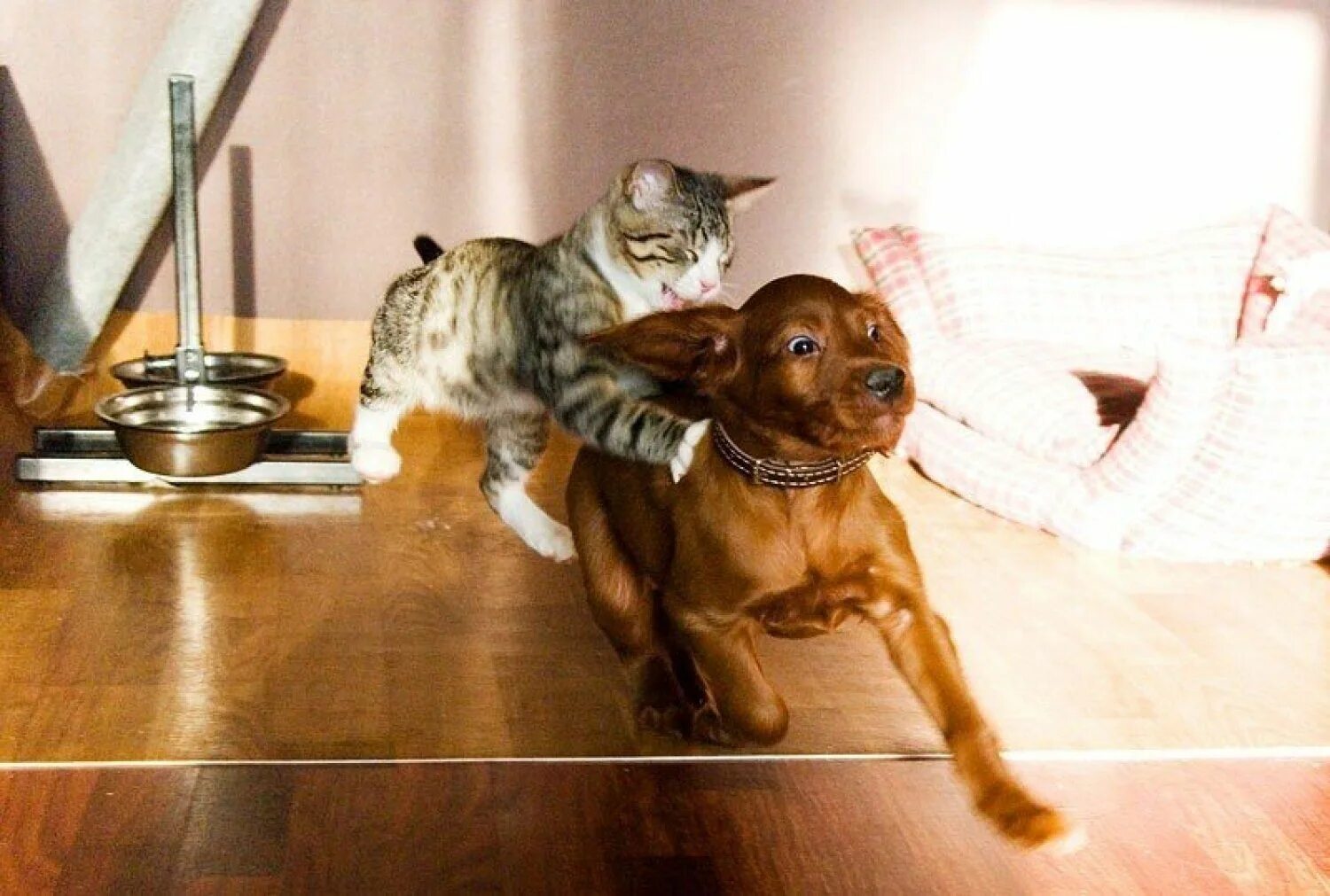 Собакам и котам можно