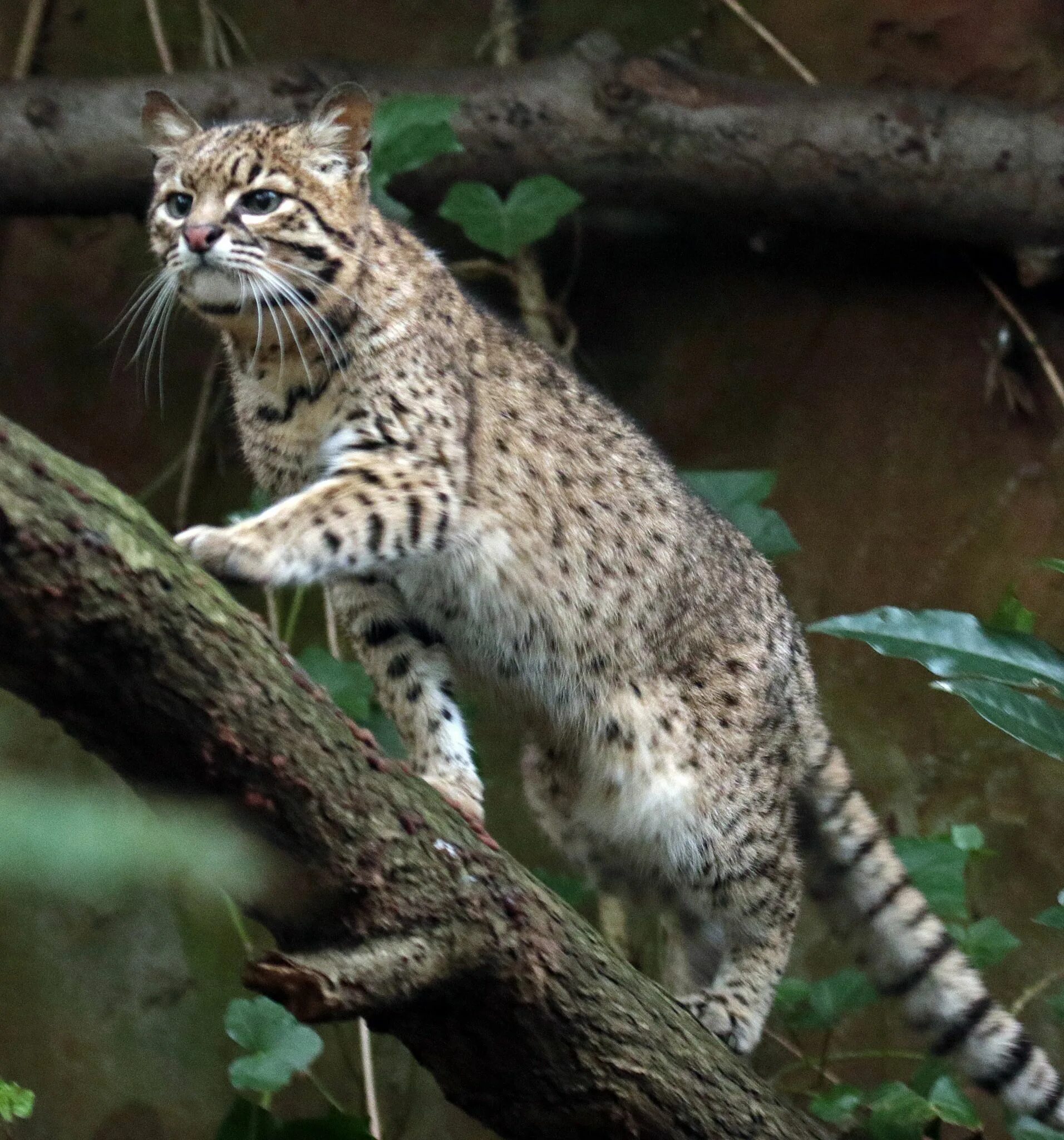 порода кошек жоффруа. Oncifelis geoffroyi. пампасская кошка. чилийская кошка кодкод. кошка жоффруа южная америка.