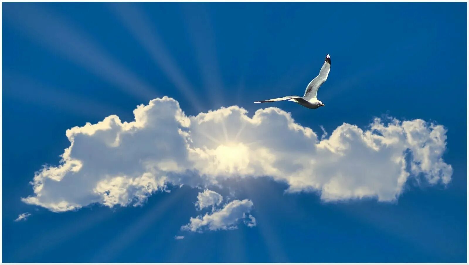 Выше облаков лечу. Птицы в облаках. Полет в облаках. Птица парит в небе. Парящая птица.