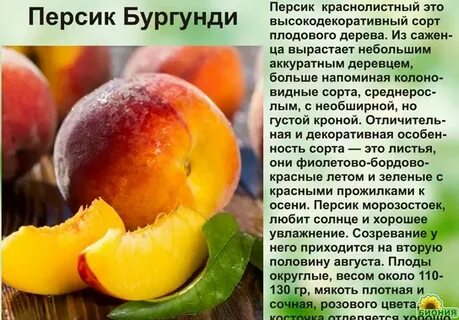 Персик мичуринский