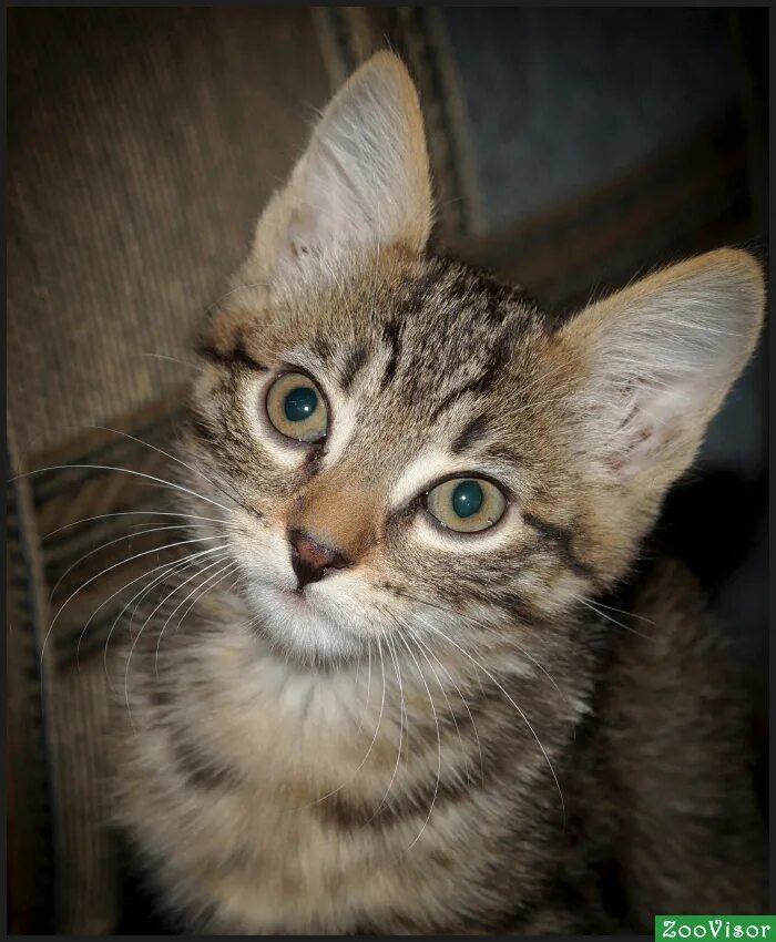 кот васька. кот васька. кот васька фото. котенок васька. котенок васька.