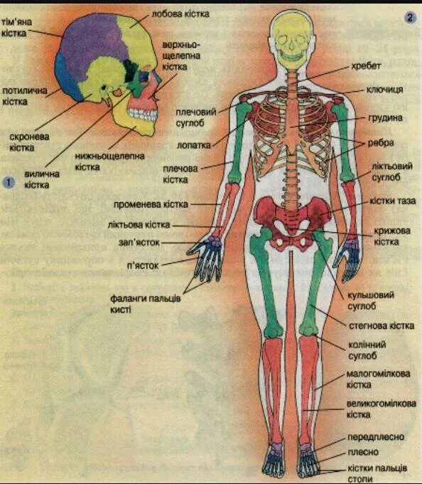 Строение человека скелет и внутренние органы. Скелет человека анатомия с органами. Анатомия строение скелета человека и органов.