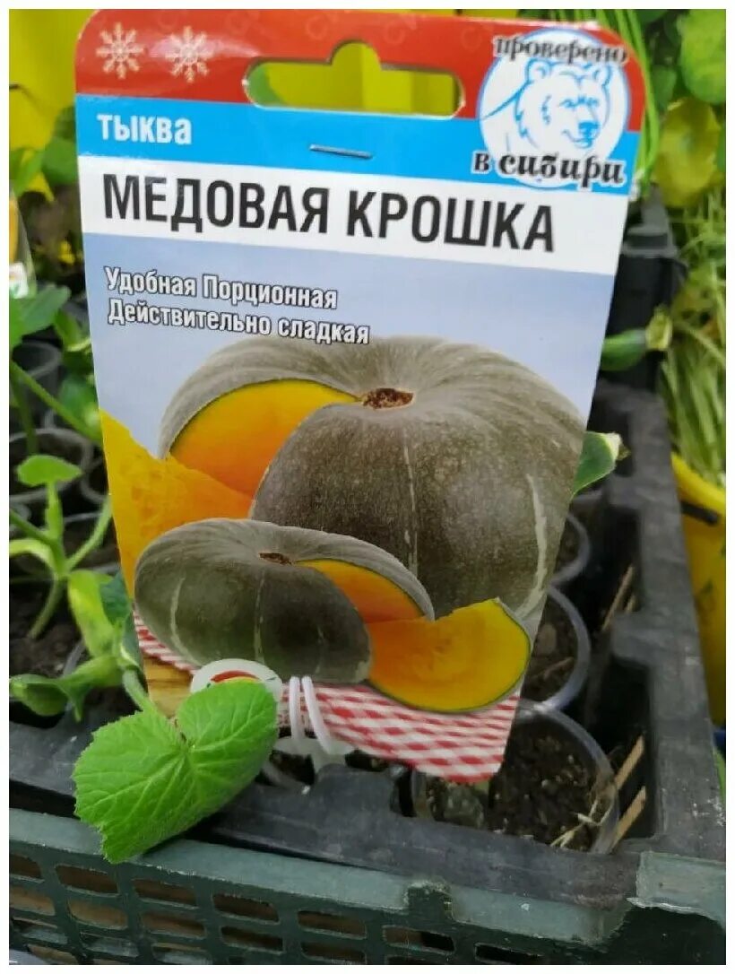 Медовая крошка. Тыква медовая крошка 5шт (НК). Тыква медовая крошка Сибирский сад. Тыква медовая крошка 5шт (СИБСАД). Тыква крошка семена.