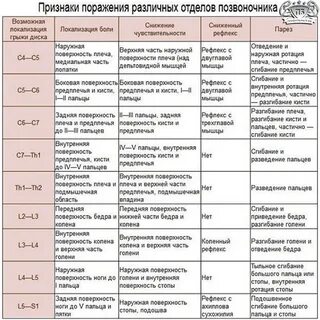Особенности позвонков разных отделов таблица