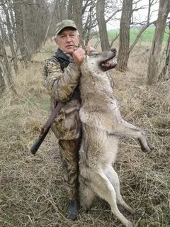 Волки в ставропольском крае
