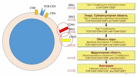 Иммунограмма cd4 cd8