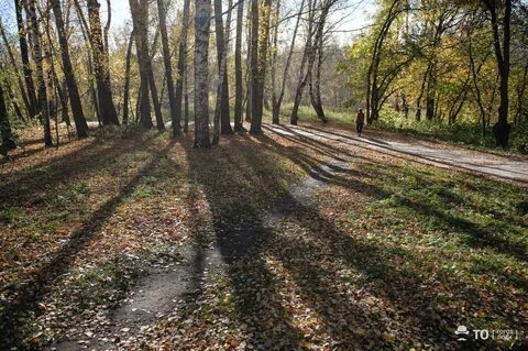 Возвращаясь роще