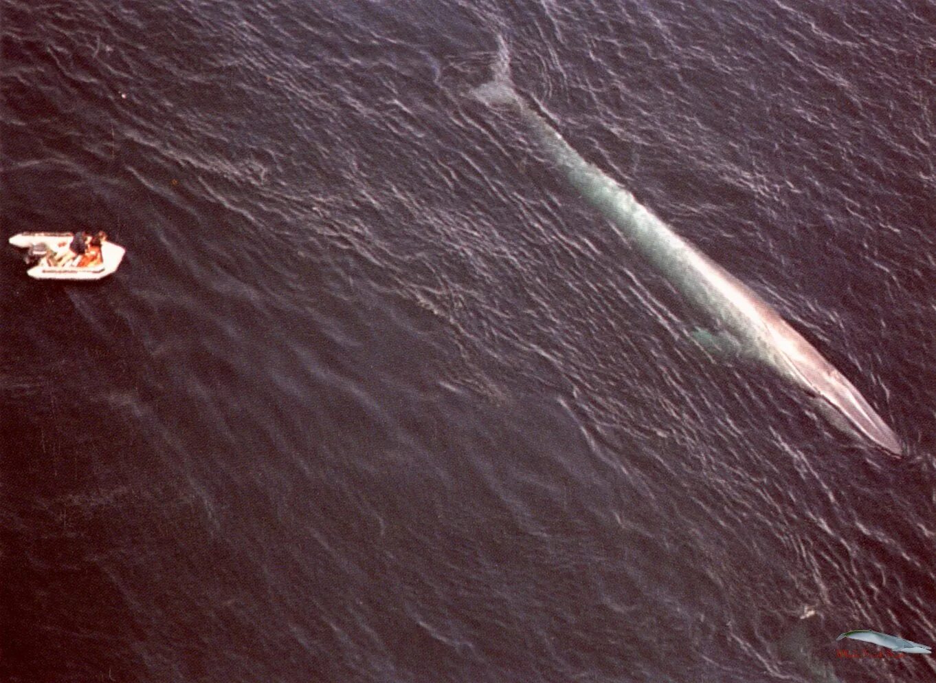Достигали киты 80 метров в длину. Китов достигают 20 метров в длину и 100 тонн веса.