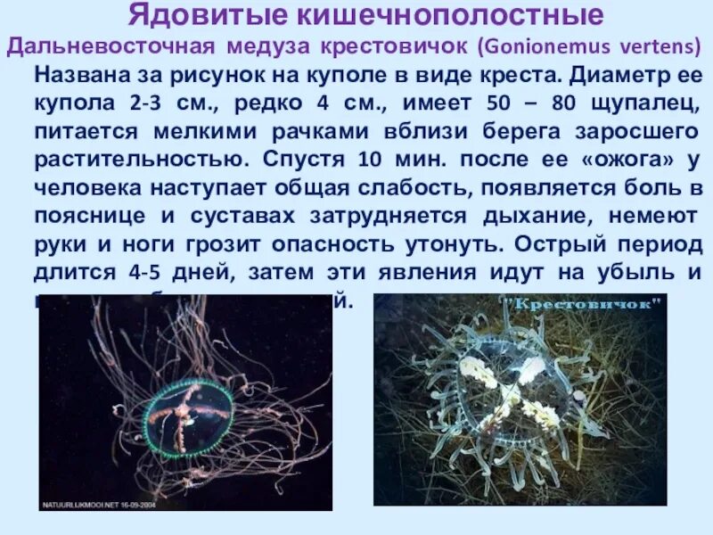 3 признака кишечнополостных. Кишечнополостные медуза крестовичок. Крестовичок Гидроидные. Медуза крестовичок класс. Крестовичок медуза дыхание.