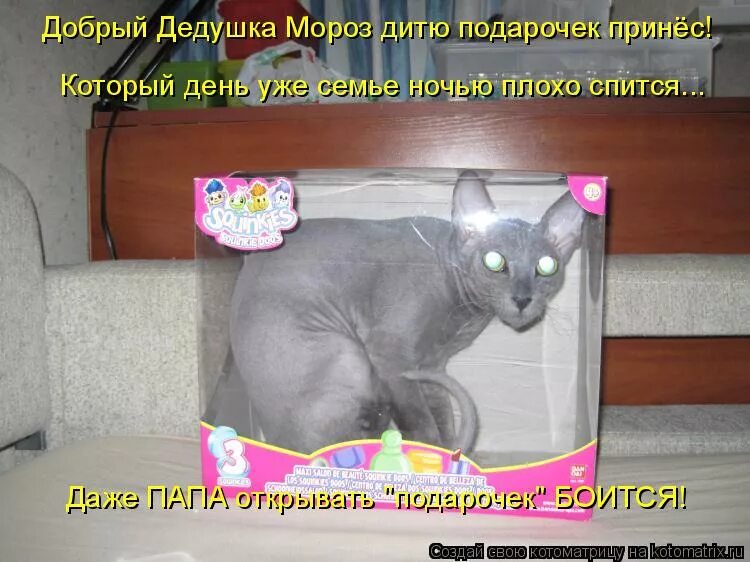 Кот с подарком. Подарок для кошки. Что можно попросить. Что можно попросить на новый год. Что можно попросить в магазине