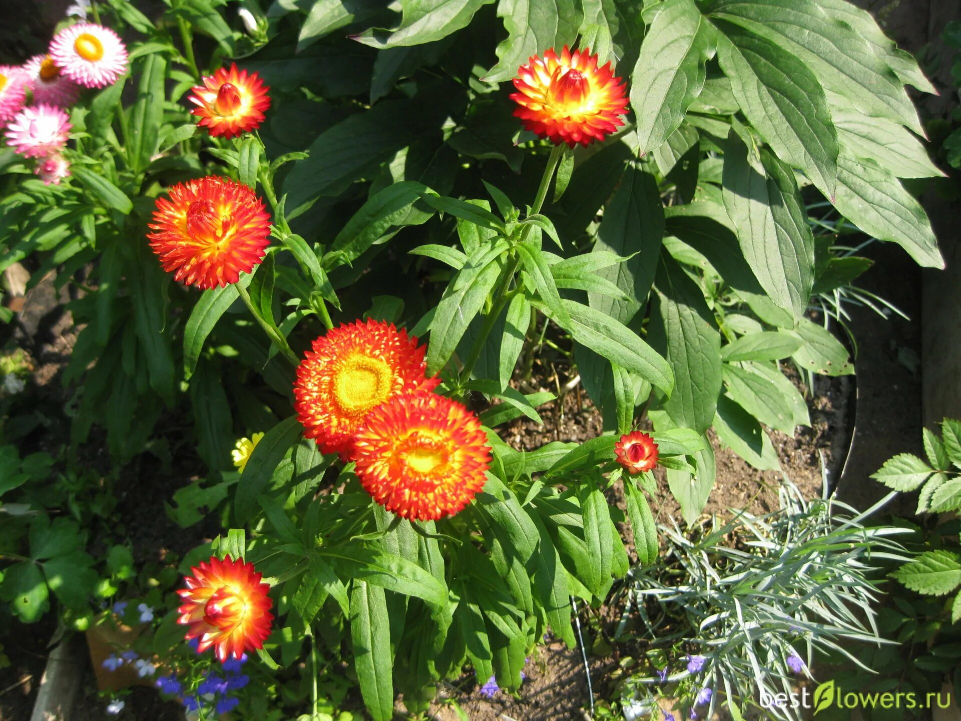 Бессмертник рассада. Гелихризум скарлет. Гелихризум ростки. Гелихризум пикировка рассады. Цветок гелихризум рассада.