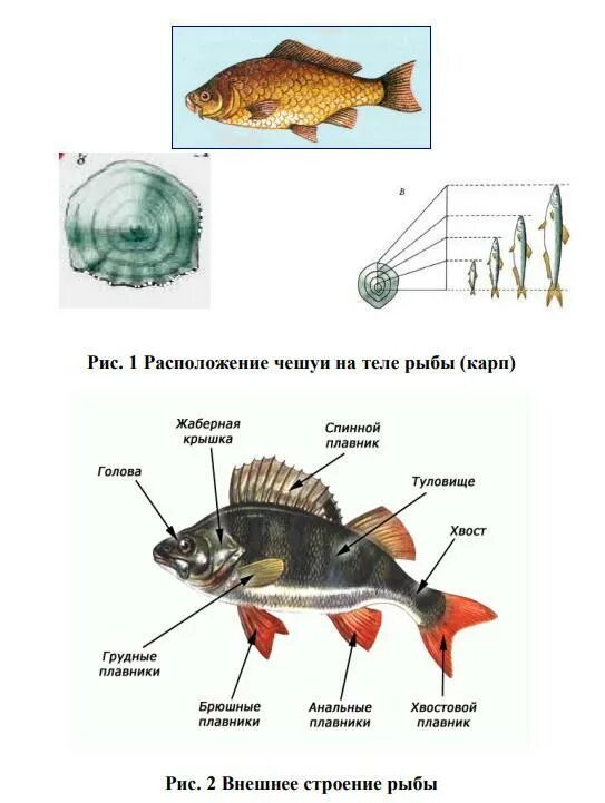 Как расположена чешуя на теле рыбы какое. Отделы тела рыбы. Форма тела рыб. Расположение чешуи на теле рыбы. 1 Почему у рыб так разнообразна форма тела?.