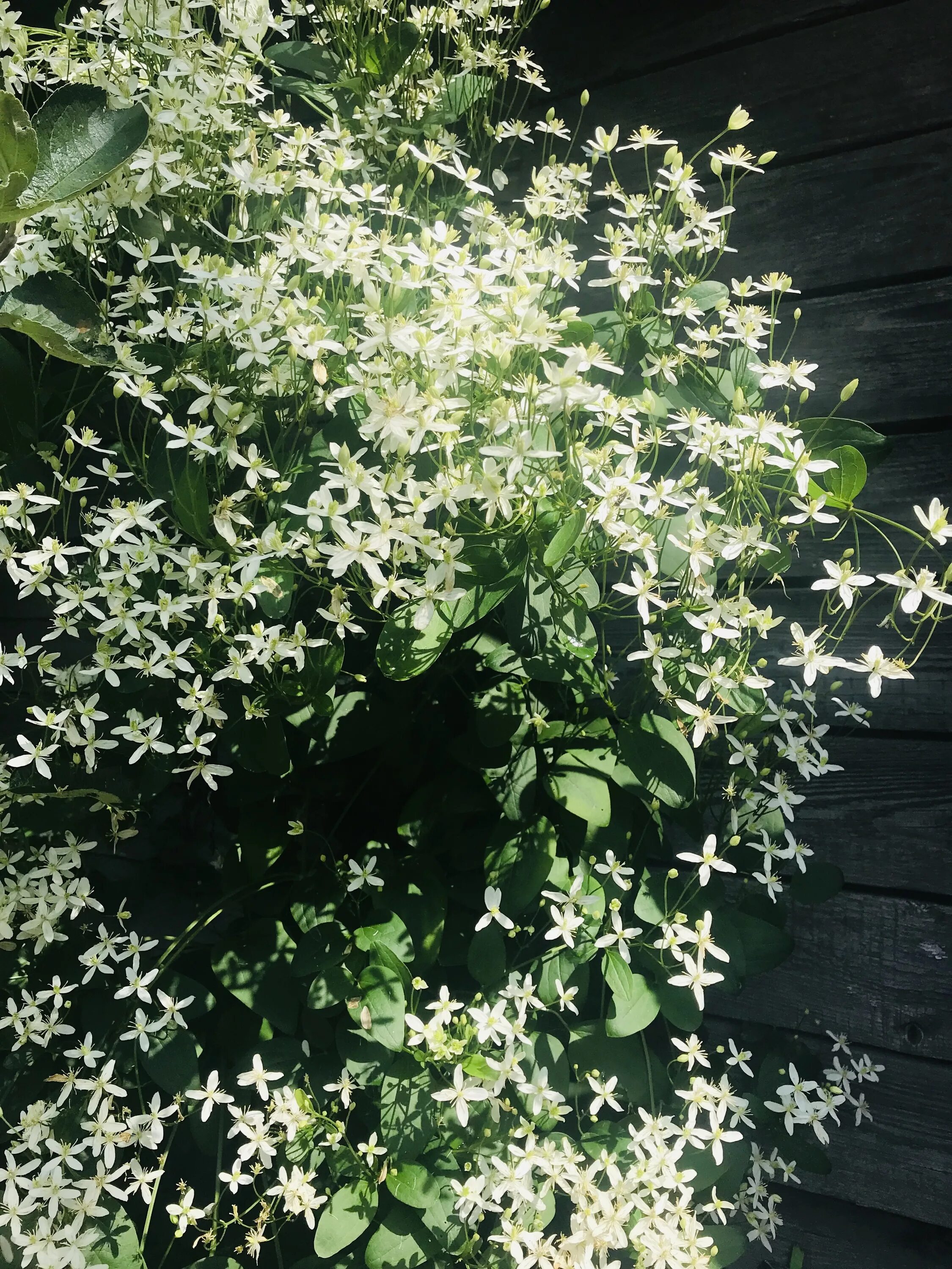 Клематис Terniflora(Maxim) Клематисы. Декоративноцветущие луковицы, рассада и са
