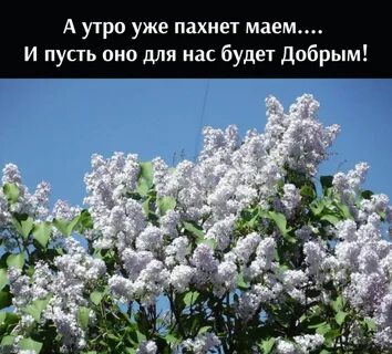 Запах мая