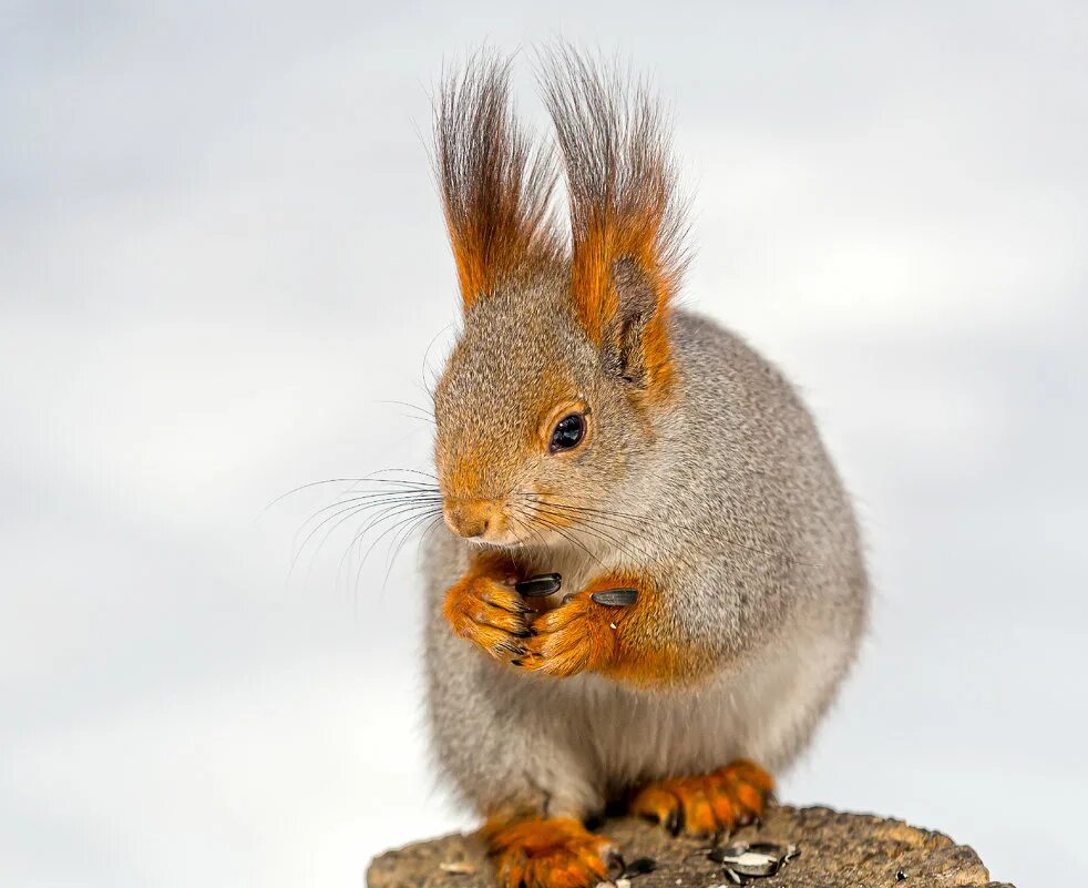 белочка с орешками. чем кормить белку. белка и бельчонок семечки. подсолнух белка бесплатно. белка с едой.