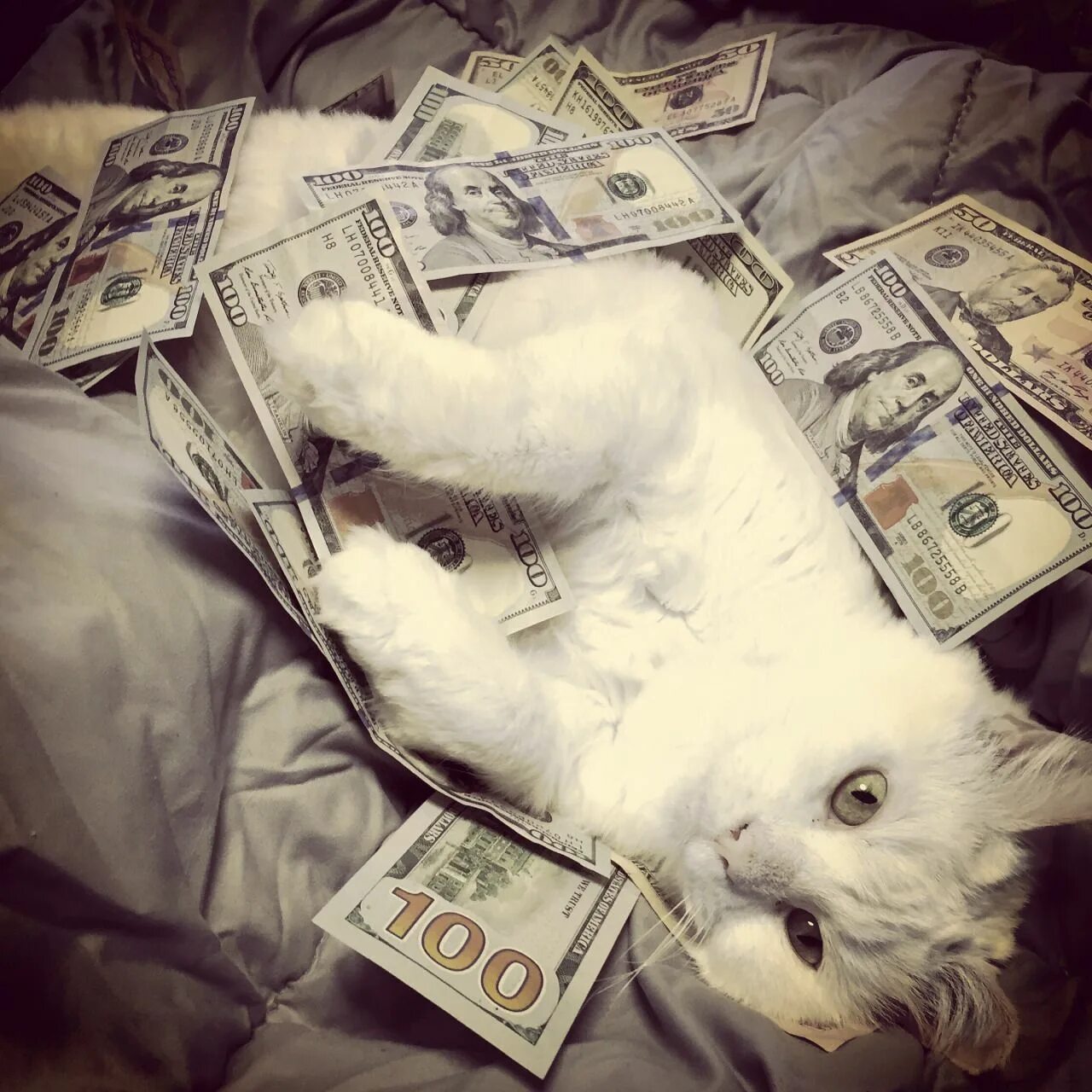 Casino cat official money cat fun. Денежный котик. Котик с деньгами. Милые котики с деньгами. Котенок с денежкой.