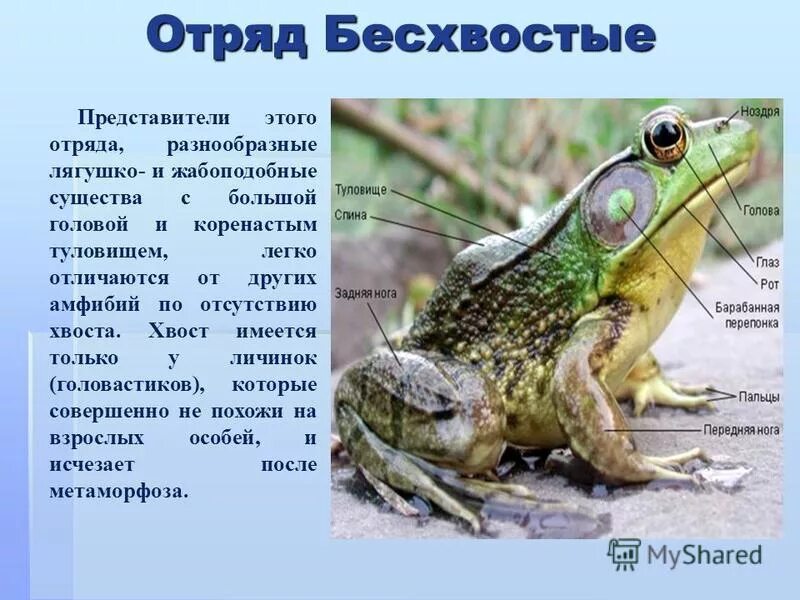 Представители бесхвостых земноводных. Представители бесхвостых земноводных