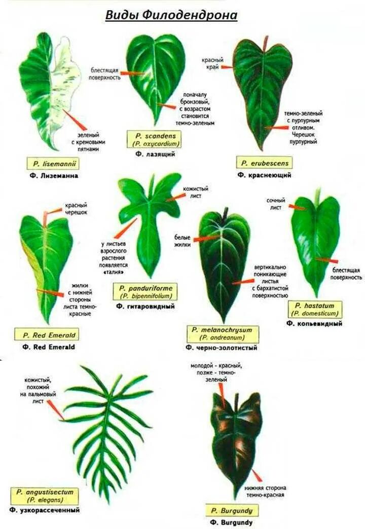 Филодендрон фото и описание сорта. Комнатное растение Филодендрон. Филодендрон пандуриформ. Филодендрон двуперистолистный. Комнатные лианы Филодендрон.