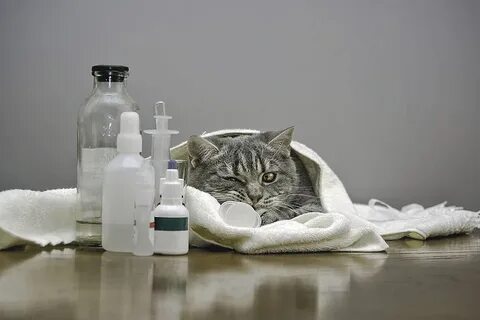 Кот лечится