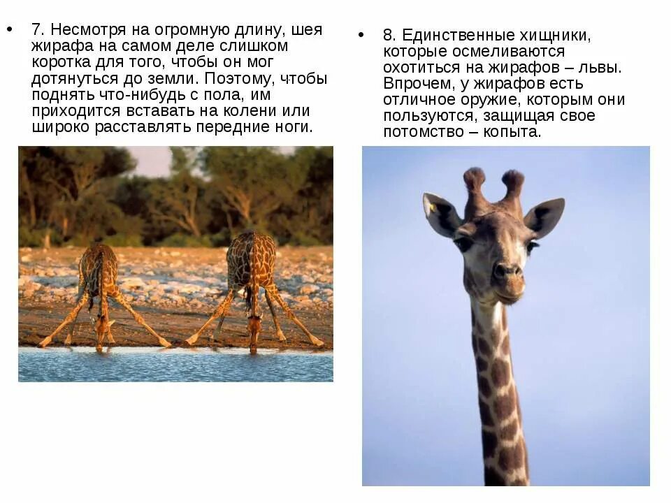 Интересные факты о жирафе. Необычные факты о жирафе. Жираф описание для детей. Интересное про жирафа для детей.