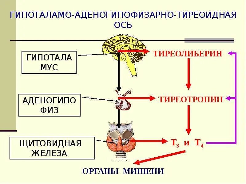 Регуляция гормонов щитовидной железы схема. Гормоны щитовидной железы гипоталамо-гипофизарная система. Схема выработки гормонов щитовидной железы. Систему регуляции секреции йодсодержащих гормонов щитовидной железы.