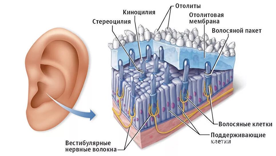 строение внутреннего уха отолиты. Bppv calcium particles vertigo. отолитовый аппарат анатомия. отолиты в ухе что это. строение уха отолитовый аппарат.
