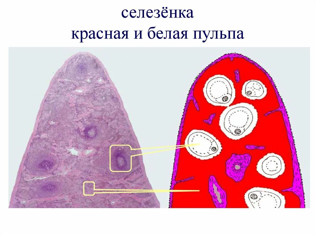 Селезенка тест. Красная и белая пульпа селезенки. Строение белой пульпы селезенки. Красная пульпа селезенки гистология. Белая пульпа селезенки анатомия.