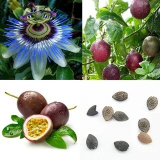 Семечки маракуйи