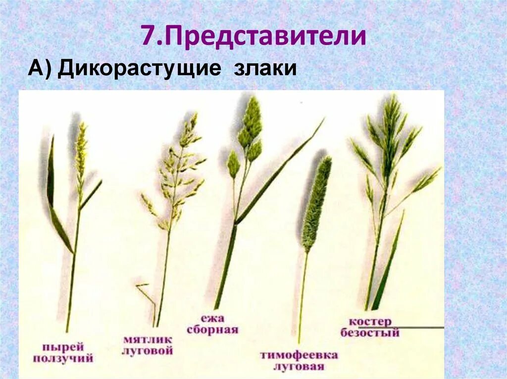 Злаки растения примеры названия. Дикорастущие растения семейства злаковых. Однодольные злаковые представители. Сорные растения злаковые растений. Однодольные злаковые сорняки.