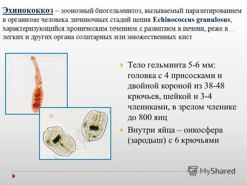 Биогельминтозы