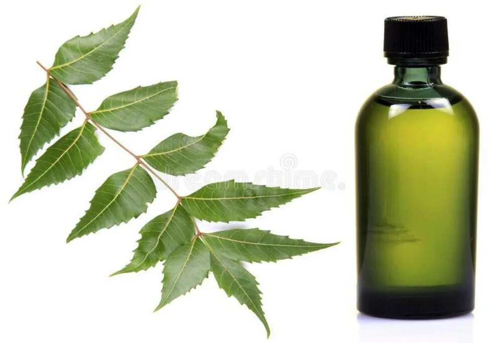 Leaf oil. Leaf oil. Laurel leaf doterra. Amyris balsamifera bark oil. Amyris balsamifera.