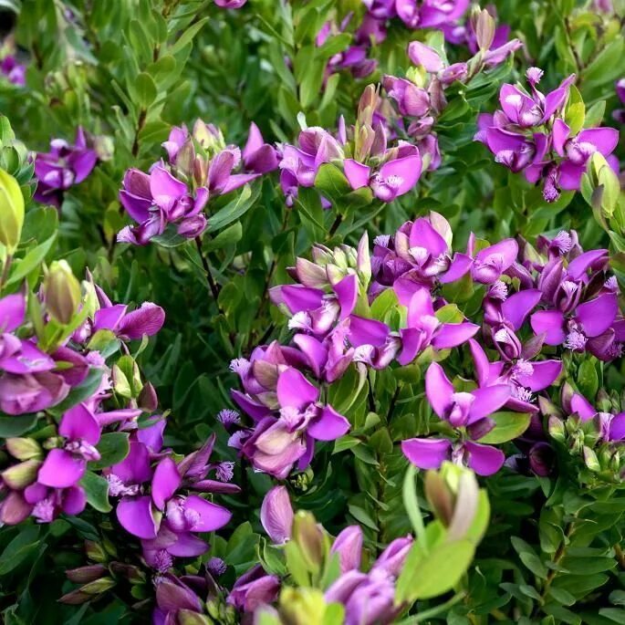 Полигала Миртифолия. Polygala myrtifolia (Истод). Polygala myrtifolia растение. Истод миртолистный.