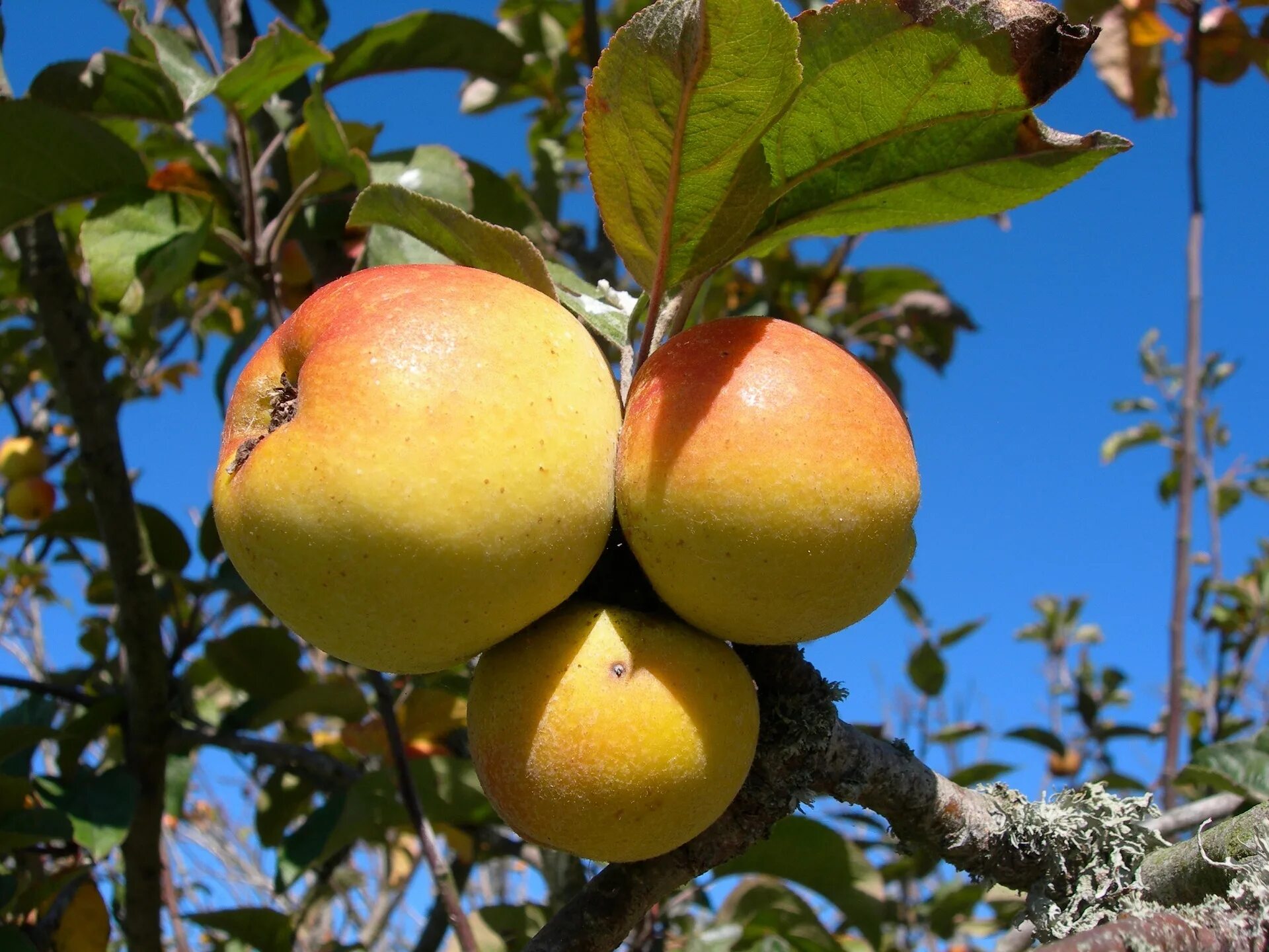 Яблоня плодовая Malus domestica. Сорт Женева яблоня. Яблоки растут.