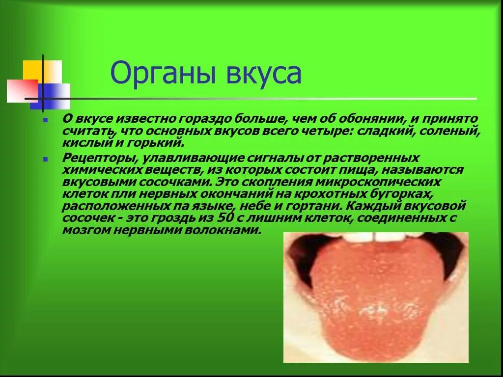 В которых любому органу будет. Органы чувств доклад. Интересные факты о органе вкуса.