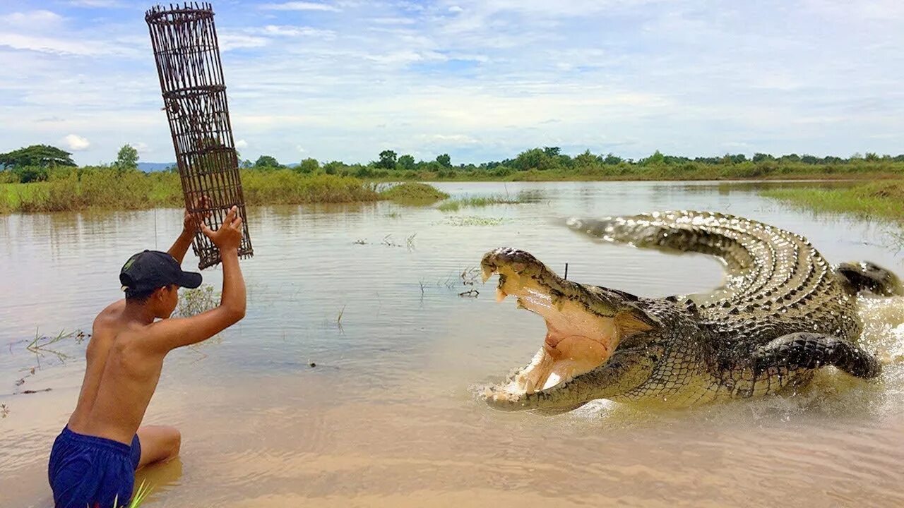 Большая крокодила где послушать. Крокодилы в Ниле.