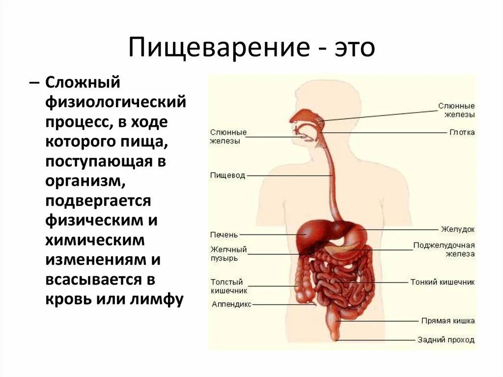 Пищи по пищеводу причины