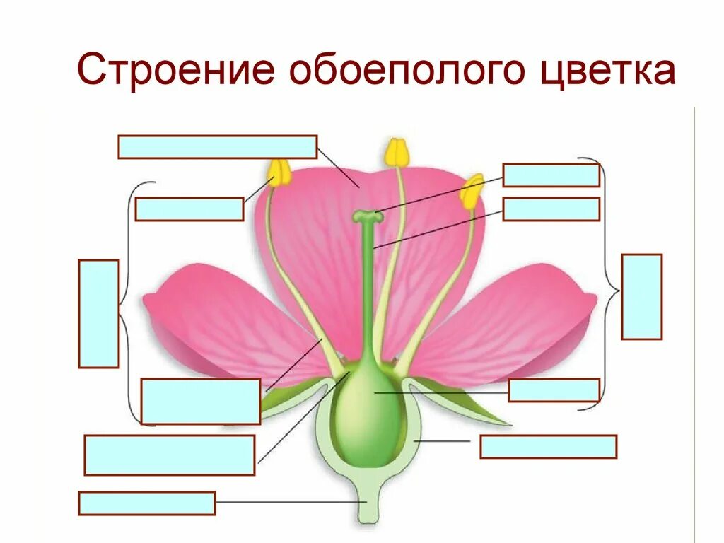 Называется обоеполым. Строение обоеполого цветка. Схема строения раздельнополого цветка. Строение цветка и соцветия. Обоеполые и раздельнополые цветки.