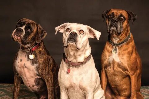 Loyal dogs