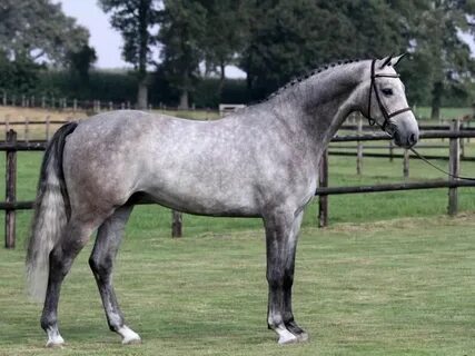 Horse sale