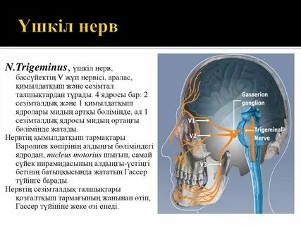 Сиырлардан алынған порно сүт